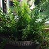 naturallifeform